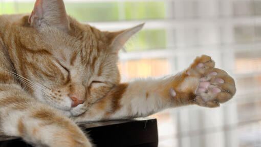 Polydactyl kittens near me hot sale